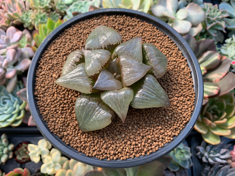 Haworthia Comptoniana 'Stained glass' 3" Succulent Plant