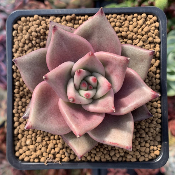 Echeveria Agavoides 'Red Ebony' 3"  Succulent Plant