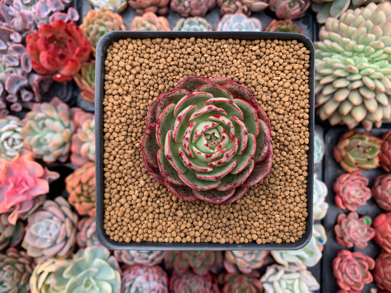 Echeveria Agavoides 'Red Fantasy' 2"-3" Succulent Plant