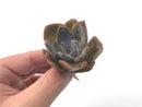 Echeveria 'Bambino' 2" Rare Succulent Plant