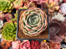 Echeveria 'Apple Grace' 2" New Hybrid Succulent Plant