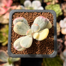 Cotyledon 'Orbiculata' Variegated 1" Small Cutting Succulent Plant *Cutting*