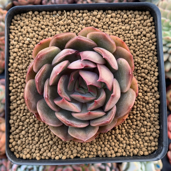 Echeveria sp. 3" Succulent Plant