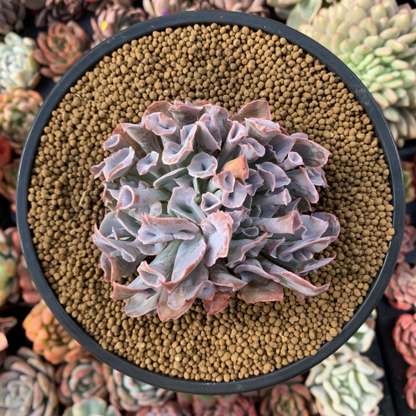 Echeveria 'Trumpet Pinky' Crested 3" Succulent Plant