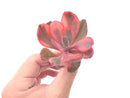 Echeveria 'Angel Wing' Variegated Succulent Plant