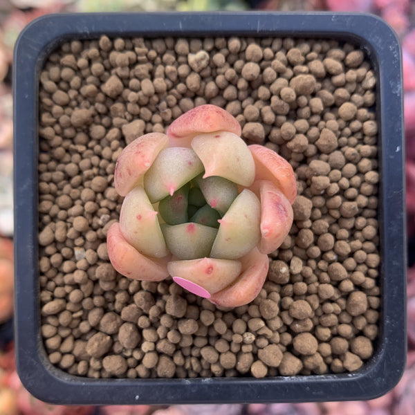 Echeveria Agavoides 'Chimera' 1" Small Succulent Plant