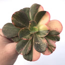 Echeveria 'Primadonna' Variegated 4" Succulent Plant