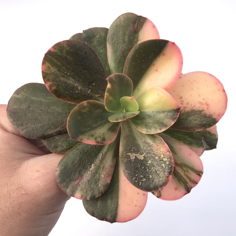 Echeveria 'Primadonna' Variegated 4" Succulent Plant