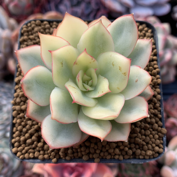 Echeveria 'Esther' Variegated Small 2" Succulent Plant