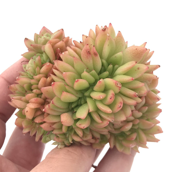 Echeveria Agavoides 'Gilva' Crested 4" Succulent Plant