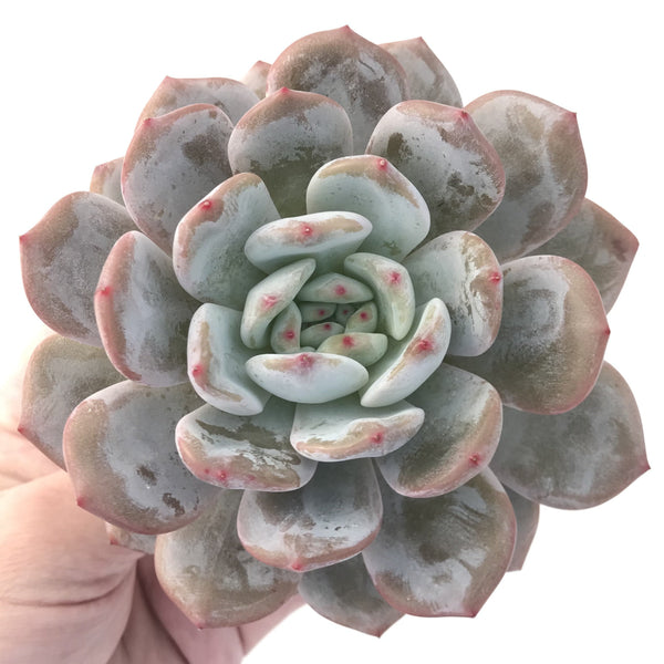 Echeveria 'Orange Monroe' 5" Large Powdery Succulent Plant