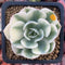 Echeveria 'Compton Carousel' Variegated 2" Succulent Plant