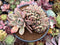 Echeveria 'Ariel' Crested 4"-5" Succulent Plant