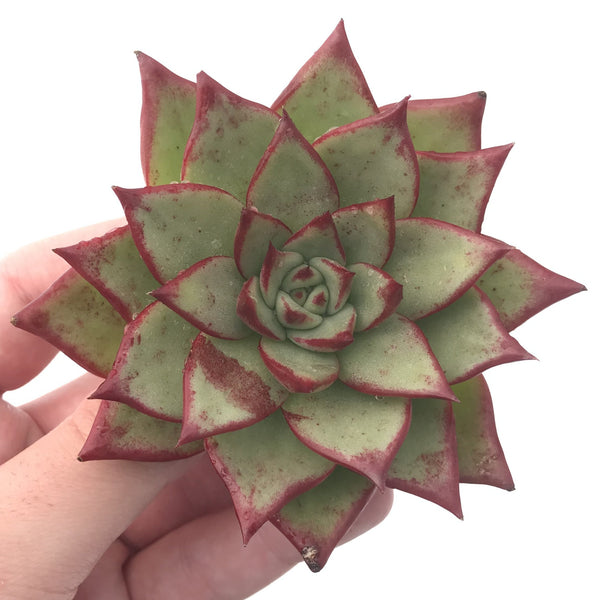 Echeveria Agavoides ‘Ebony’ 3" Succulent Plant