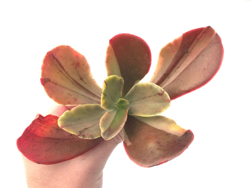 Echeveria 'Fimbriata' Variegated AKA 'Fasciculata' 5" Succulent Plant