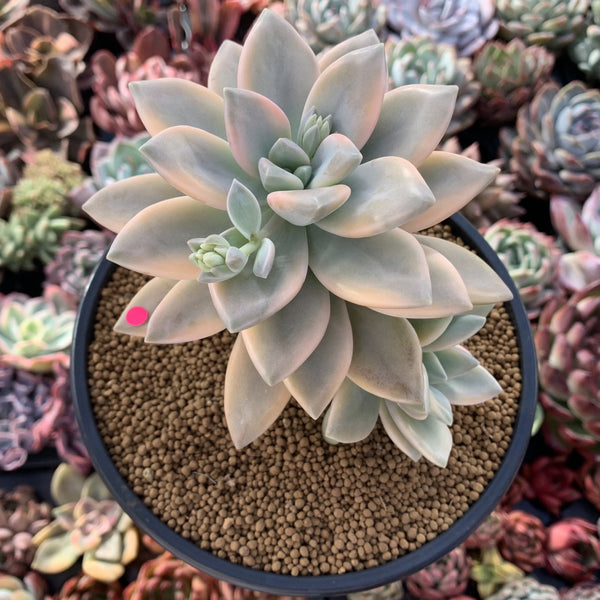 Graptopetalum 'Paraguayensis Awayuki' Variegated 5" Large Succulent Plant