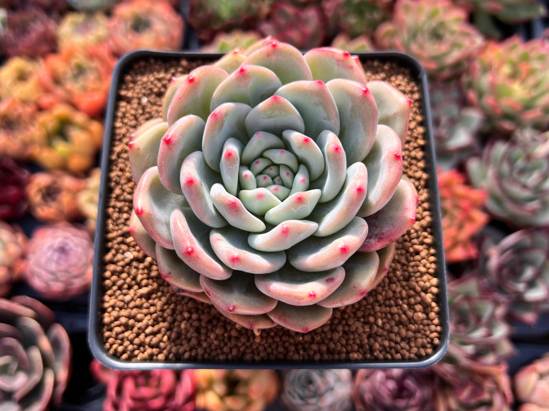 Echeveria 'Ariel' 3" Succulent Plant