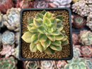 Echeveria 'Bob jolly' Variegated 2" Succulent Plant