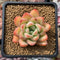 Echeveria 'Snow Queen' 2" Succulent Plant