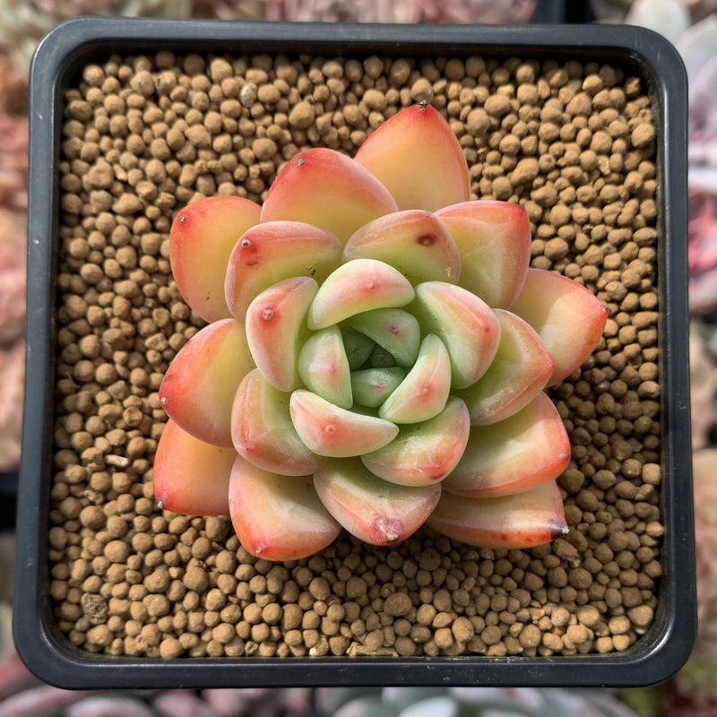 Echeveria 'Snow Queen' 2" Succulent Plant