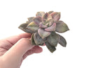 Graptopetalum Purple Delight Variegated 4" Rare Succulent Plant