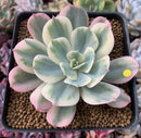 Echeveria 'Secunda' Variegated 4” Rare Succulent Plant