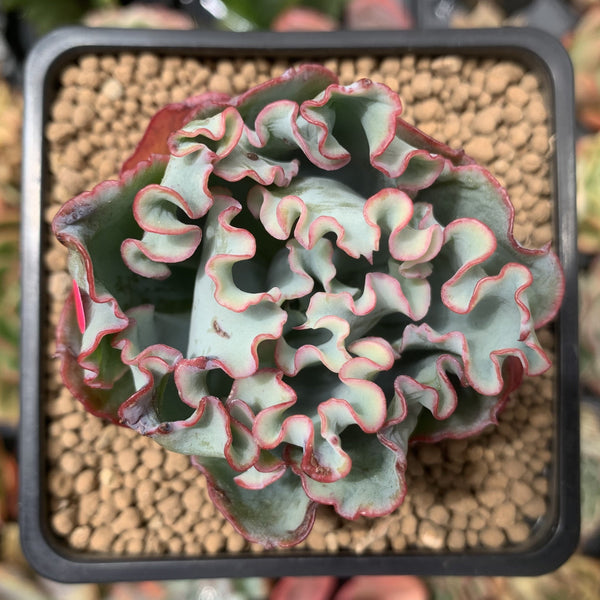 Echeveria 'Aquarius' 2" Succulent Plant