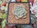 Graptoveria 'Highstone' 2" Powdery Succulent Plant