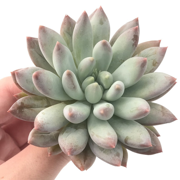 Echeveria 'Venus' 3" Powdery Succulent Plant