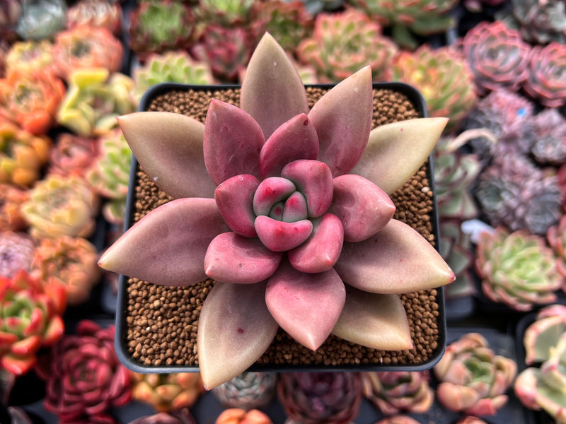 Graptoveria 'Ruby Donna' 3" Succulent Plant