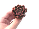 Echeveria Agavoides 'Cagliari' 1" Succulent Plant