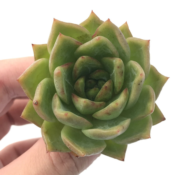 Echeveria Agavoides sp. 1"-2" Succulent Plant