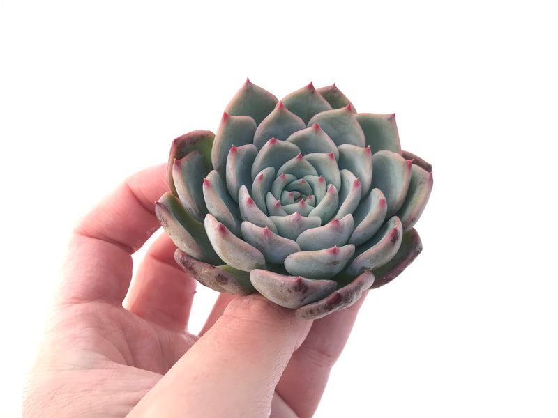 Echeveria 'Keralean' 2"-3" Succulent Plant