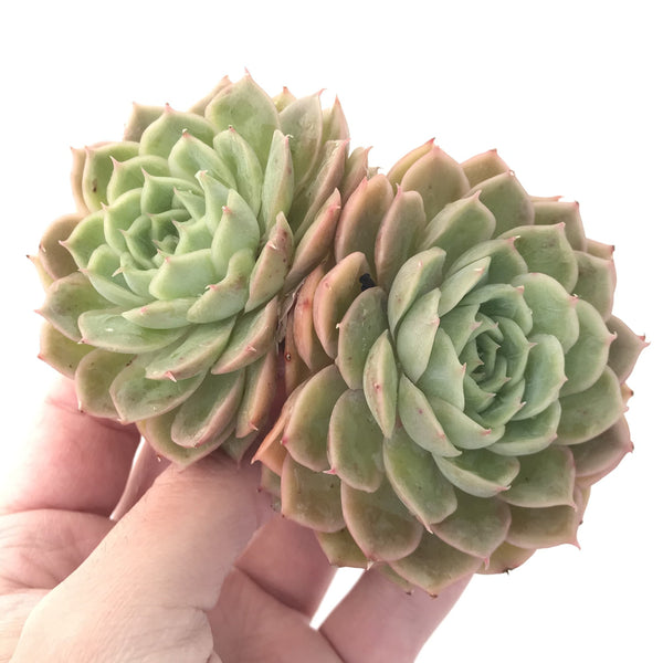 Echeveria 'Onslow' 4" Large Succulent Plant