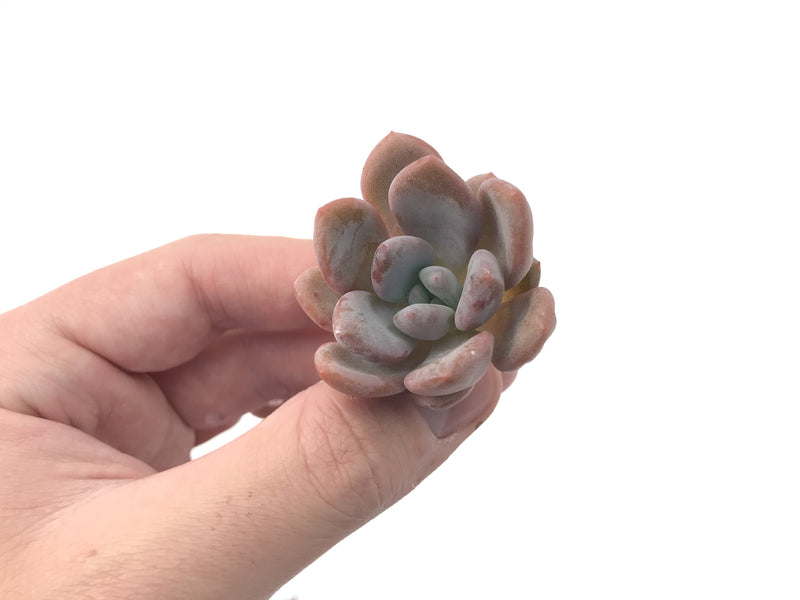 Echeveria 'Monroe Queen' 1"-2" New Hybrid Succulent Plant