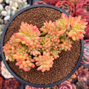 Sedum 'Pachyphyllum' Crested 4" Succulent Plant