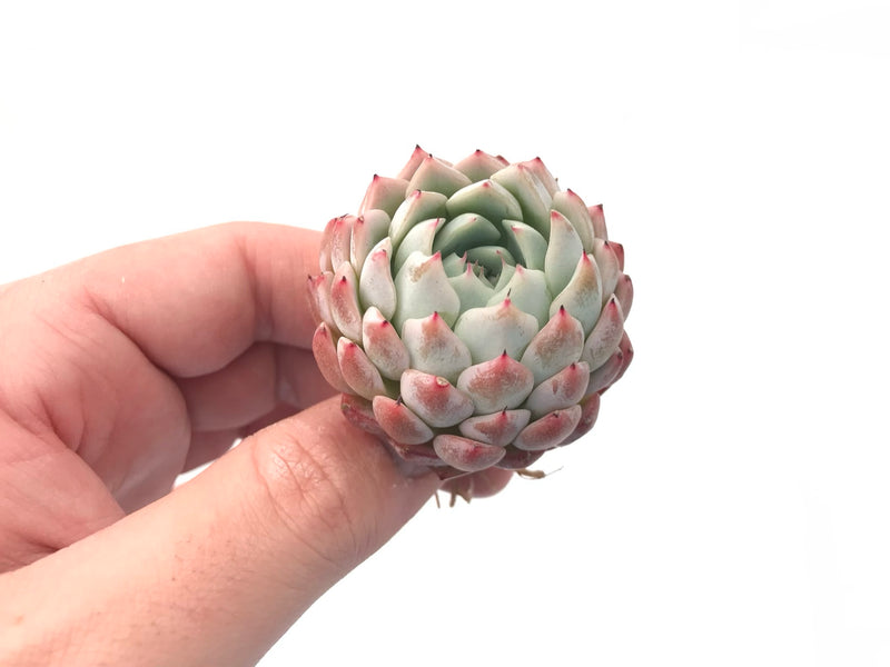 Echeveria ‘White Zaragoza’ 1” Rare Succulent Plant