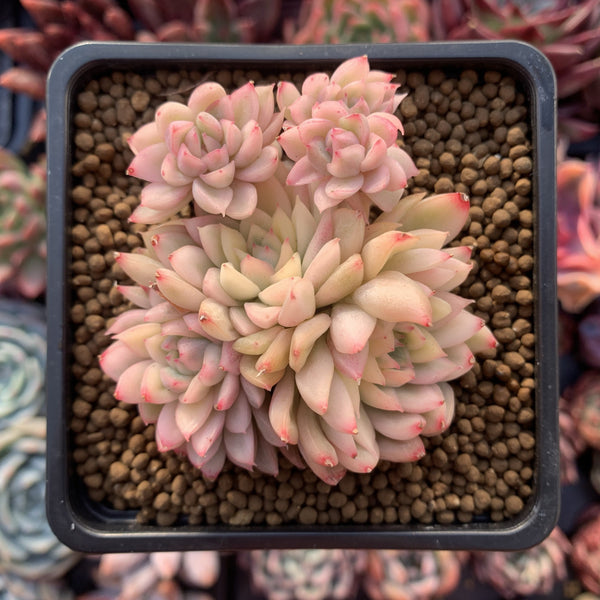 Echeveria 'Mebina' Variegated 3" Cluster Succulent Plant