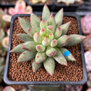 Pachyphytum 'Yeonji' 2" Succulent Plant