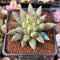 Pachyphytum 'Yeonji' 2" Succulent Plant