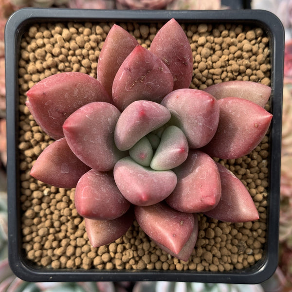 Graptoveria 'Ruby Donna' 2" Succulent Plant