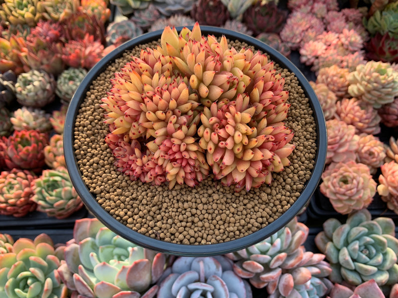 Echeveria Agavoides 'Elk Horn' Crested Cluster 4"-5" Succulent Plant