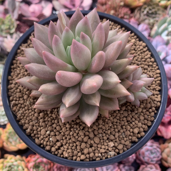 Pachyphytum 'Orange Light' 5" Succulent Plant