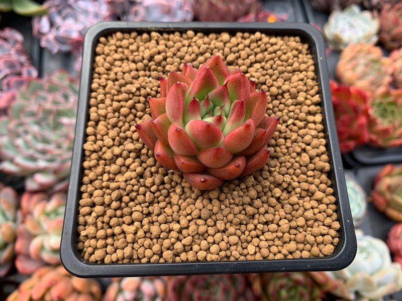 Echeveria Agavoides 'Almond' 1" Succulent Plant