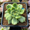 Echeveria sp. Lightly Variegated 1"-2" Succulent Plant