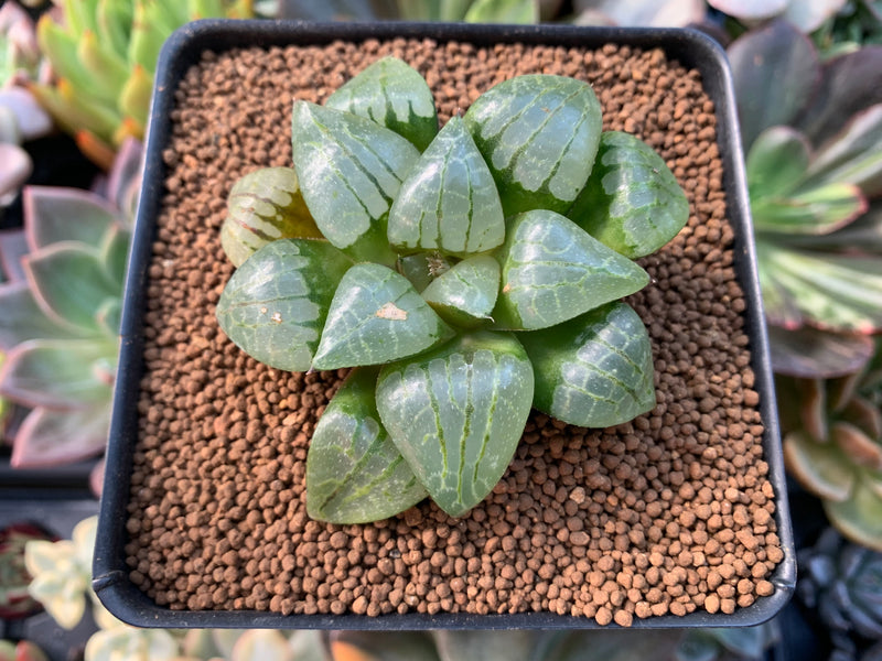 Haworthia Comptoniana Hybrid 2" Succulent Plant