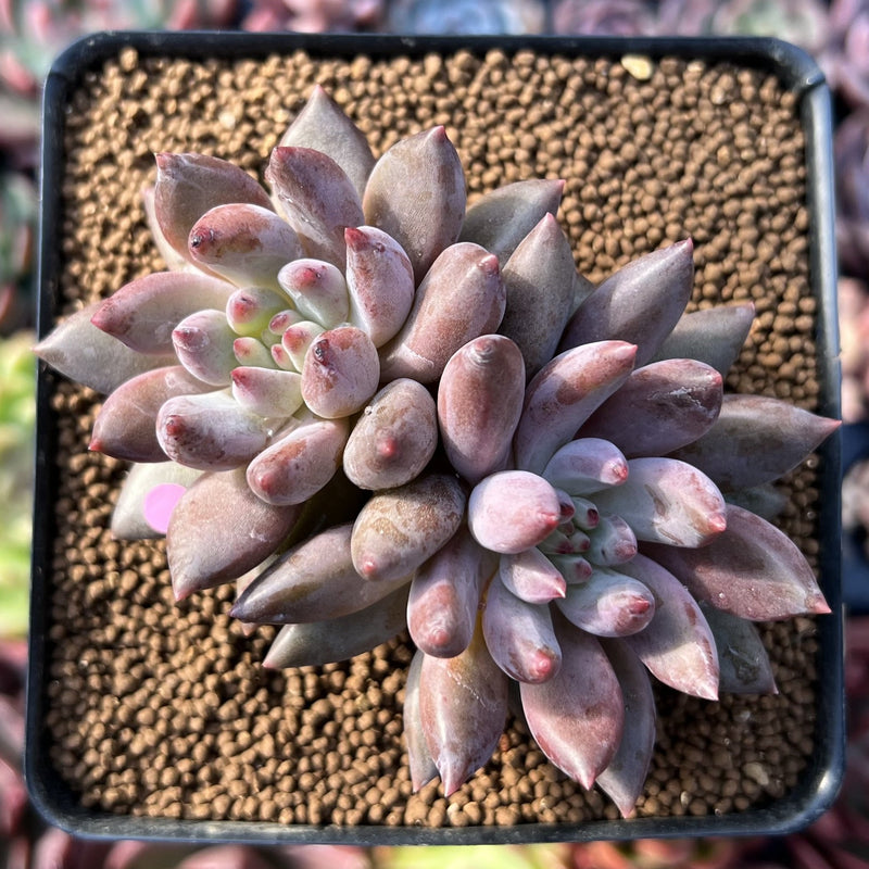 Pachyphytum 'Angels Finger' 2" Cluster Succulent Plant