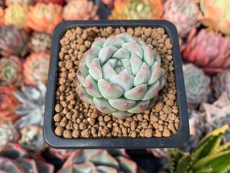 Echeveria 'Arba' 1" Powdery Succulent Plant