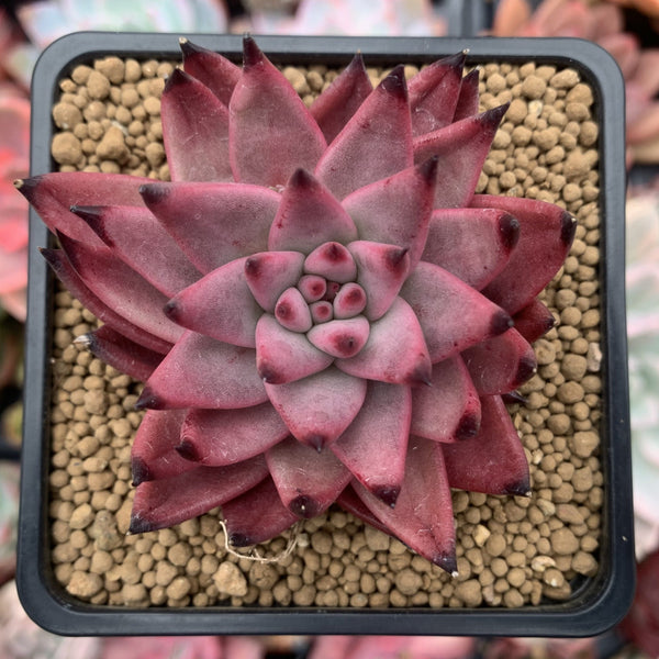 Echeveria Agavoides 'Sirus' 2"-3 Succulent Plant