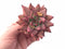 Echeveria Agavoides Sirius 3” Rare Succulent Plant